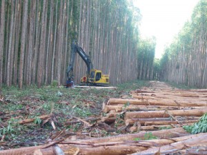 forestales (2)
